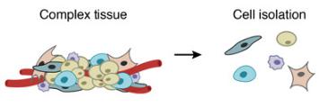 一個復雜的組織被分解成單個細胞。DROP-SEQ